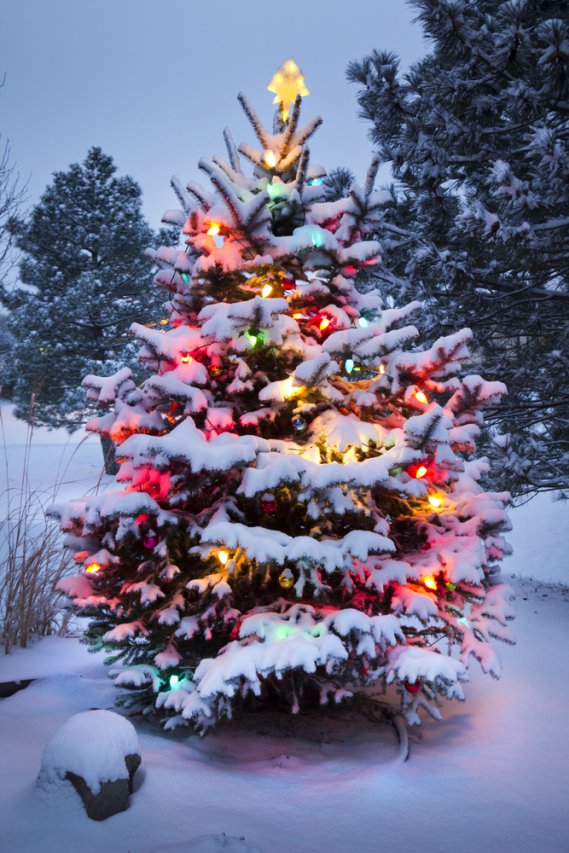 Sanjati božićno drvce