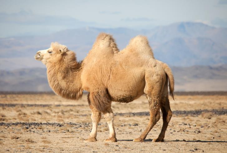 Dromen van een kameel