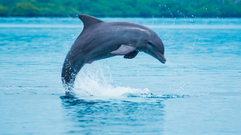 Nanaginip tungkol sa mga dolphin