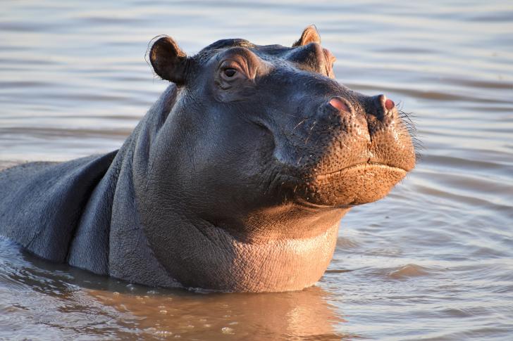 Soño de hipopótamos