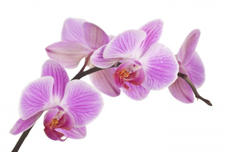 Kuota juu ya orchids