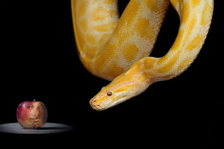 Python haqida orzu qilish