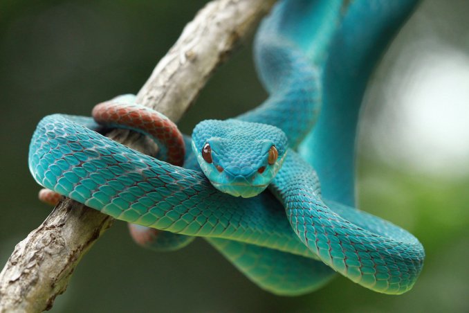 Сонувајќи за змии